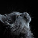 Curious grey cat looking at the camera