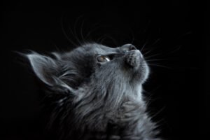 Curious grey cat looking at the camera