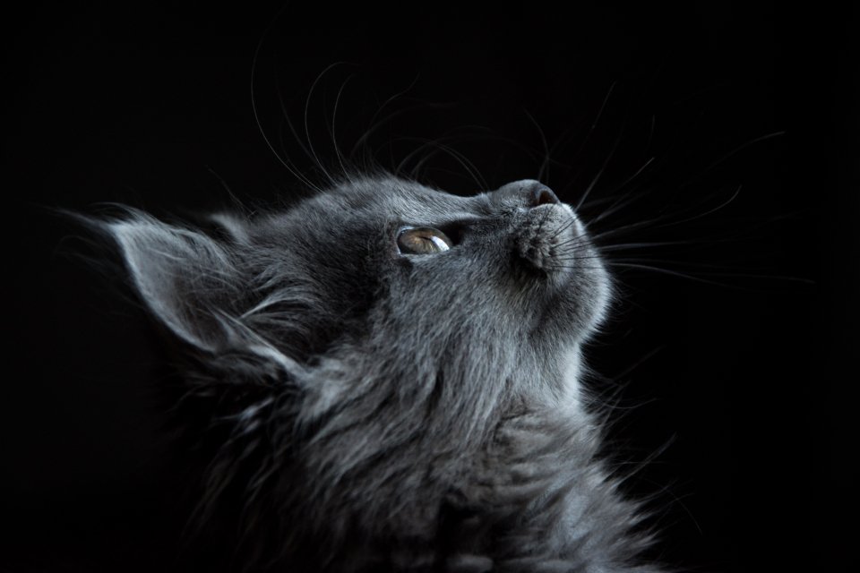 Curious grey cat looking at the camera
