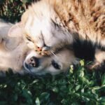 A cat and a dog cuddling together on the grass