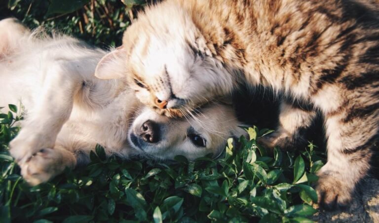 A cat and a dog cuddling together on the grass