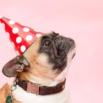 Funny pug wearing a pink polka dot party hat