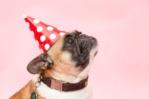 Funny pug wearing a pink polka dot party hat
