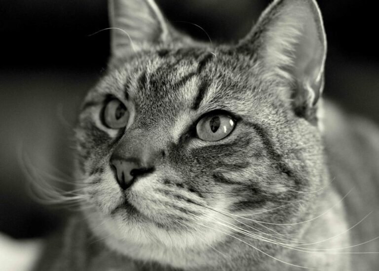 Close up of a cat face with long whiskers
