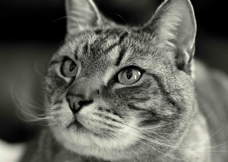 Close up of a cat face with long whiskers