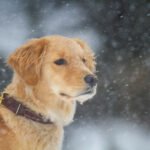 Golden retriever playing outdoors in the snow