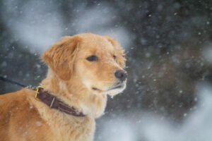 Golden retriever playing outdoors in the snow